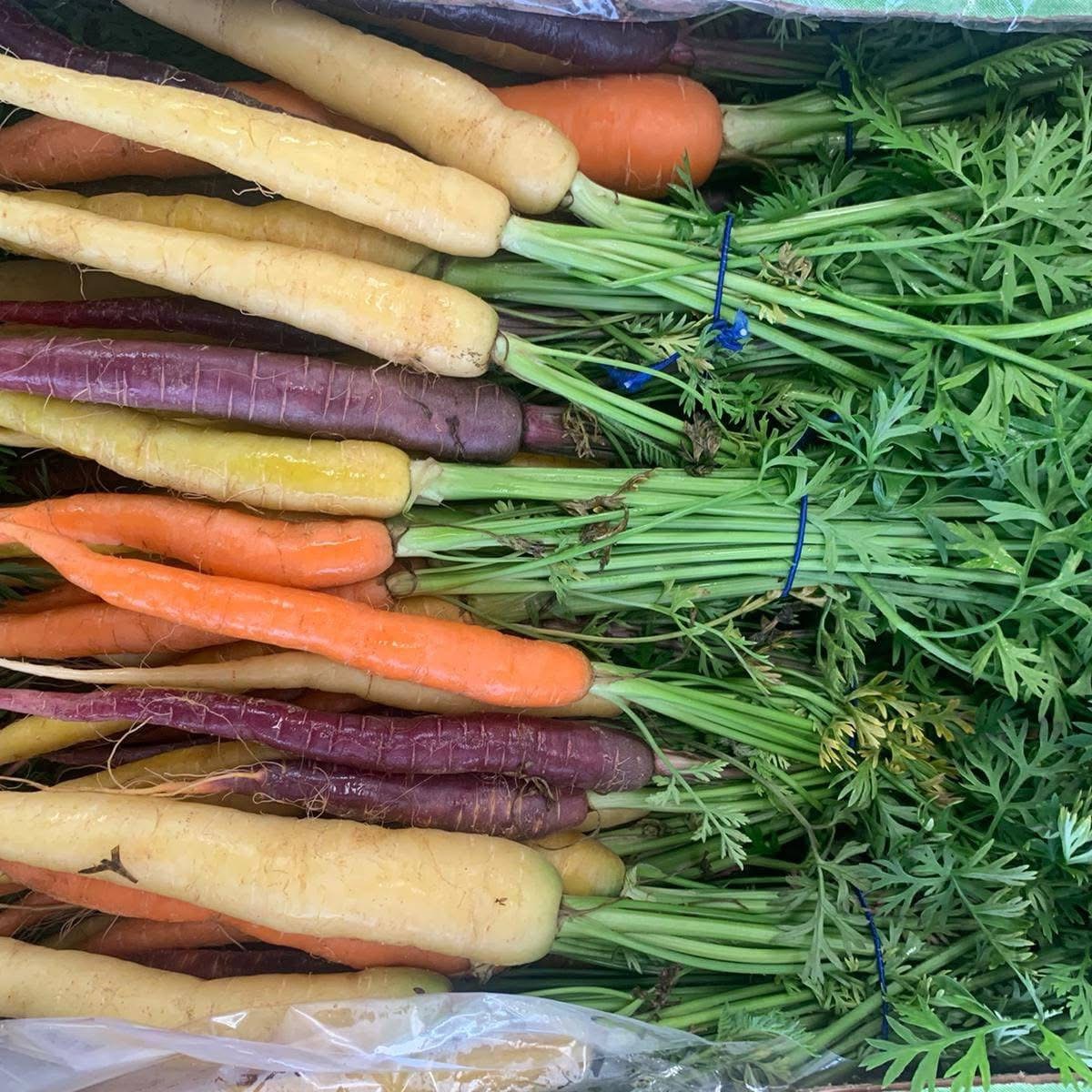 Bunches of rainbow carrots